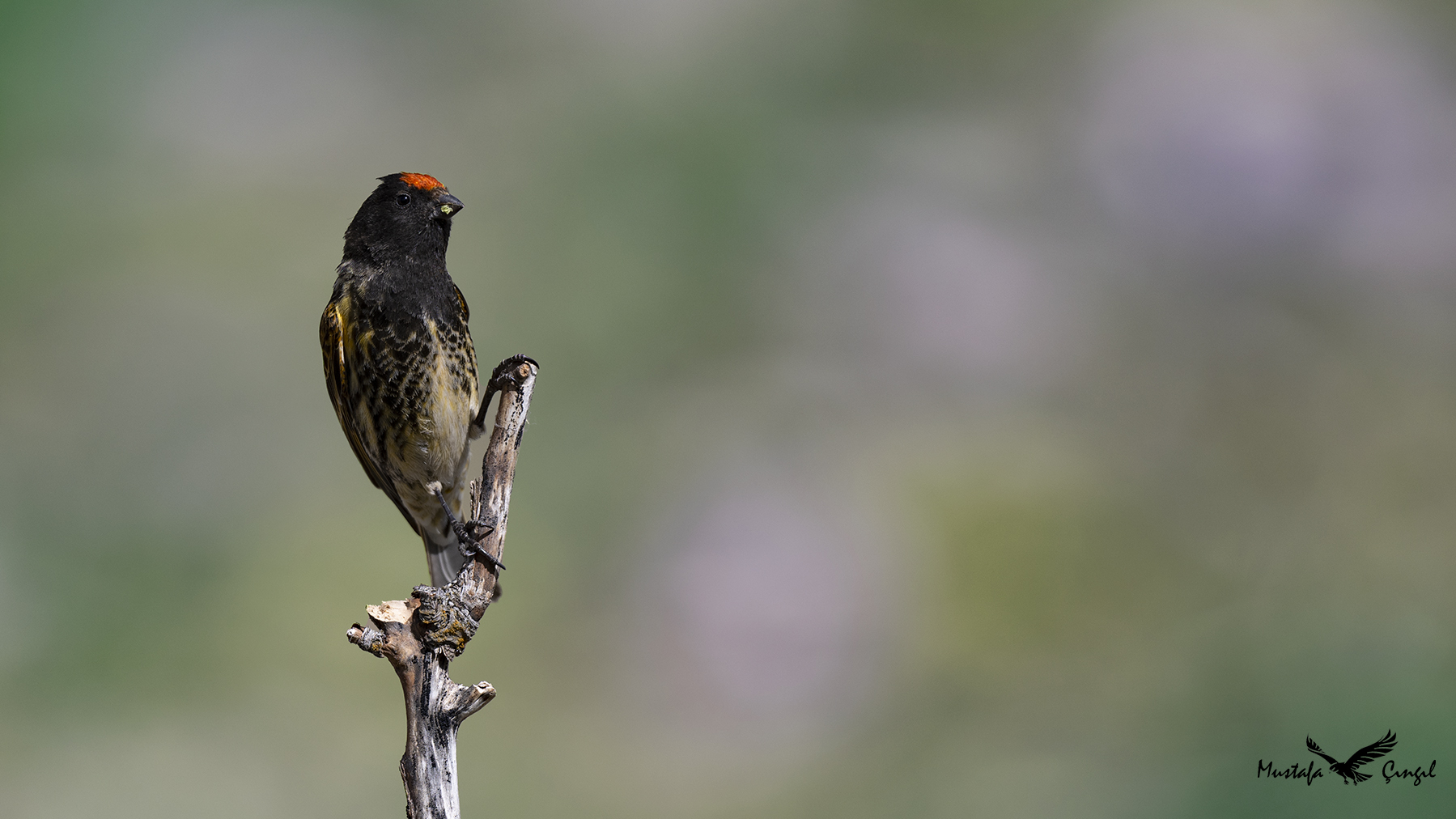Fire-fronted Serin